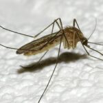 Invasione di zanzare all'ospedale San Giovanni Bosco: "C'è il rischio d'infezioni"