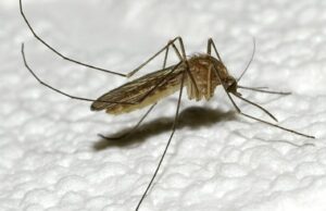 Invasione di zanzare all'ospedale San Giovanni Bosco: "C'è il rischio d'infezioni"