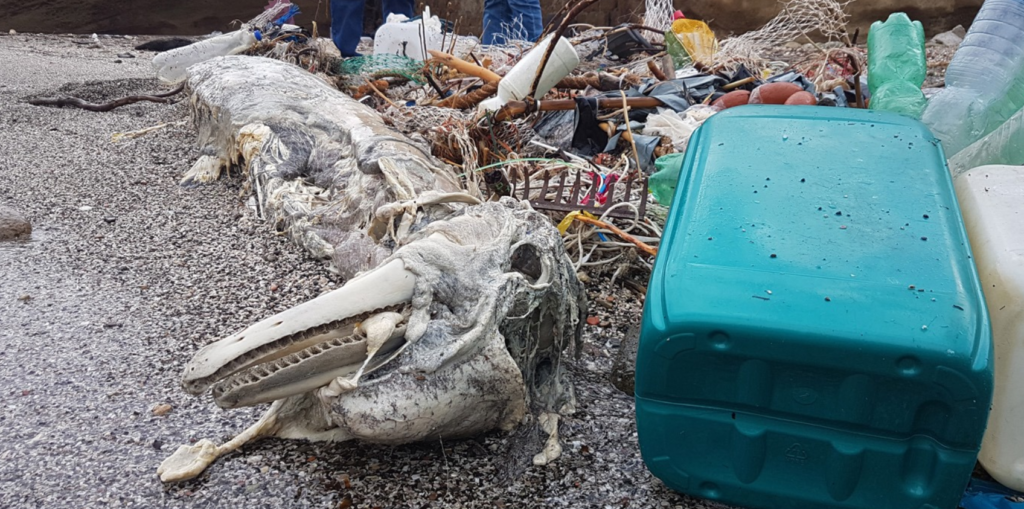 Gaiola, ritrovata carcassa di delfino intrappolato tra cordame e bidoni da pesca