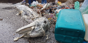 Gaiola, ritrovata carcassa di delfino intrappolato tra cordame e bidoni da pesca