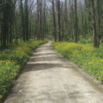 Parco dei Camaldoli