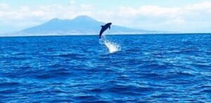 delfini nel golfo di napoli