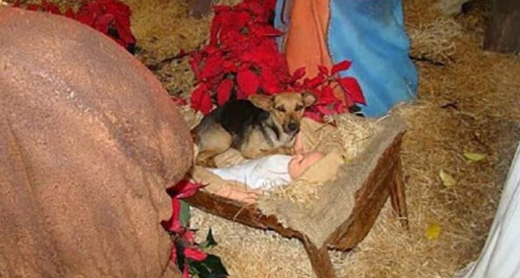 Cagnolino si addormenta nella culla del bambin Gesù nel presepe: la foto è virale