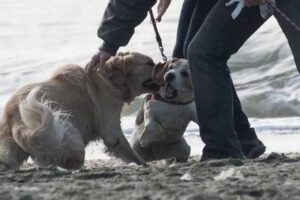 Violenta lite nel Salernitano, padroni di cani se le danno di santa ragione
