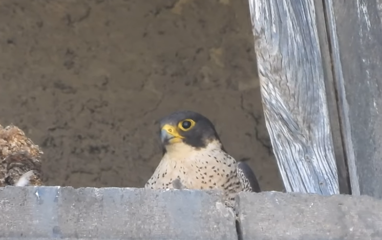 I falchi che sorvolano il Maschio Angioino