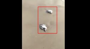 Numerosi gabbiani morti sulla spiaggia di Mondragone, mistero sulle cause