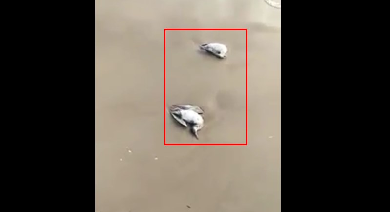 Numerosi gabbiani morti sulla spiaggia di Mondragone, mistero sulle cause