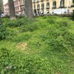 Napoli, "l'invasione" delle aiuole selvagge in piazza Vittoria