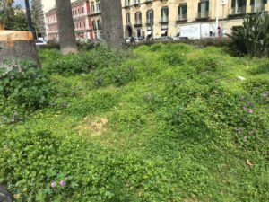 Napoli, "l'invasione" delle aiuole selvagge in piazza Vittoria
