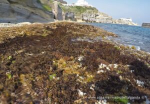 "Bentornata Cystoseira!" All'Amp di Gaiola la vita rinasce