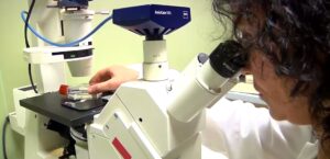 Alga tossica nel golfo di Napoli, ecco la ricerca degli studiosi napoletani