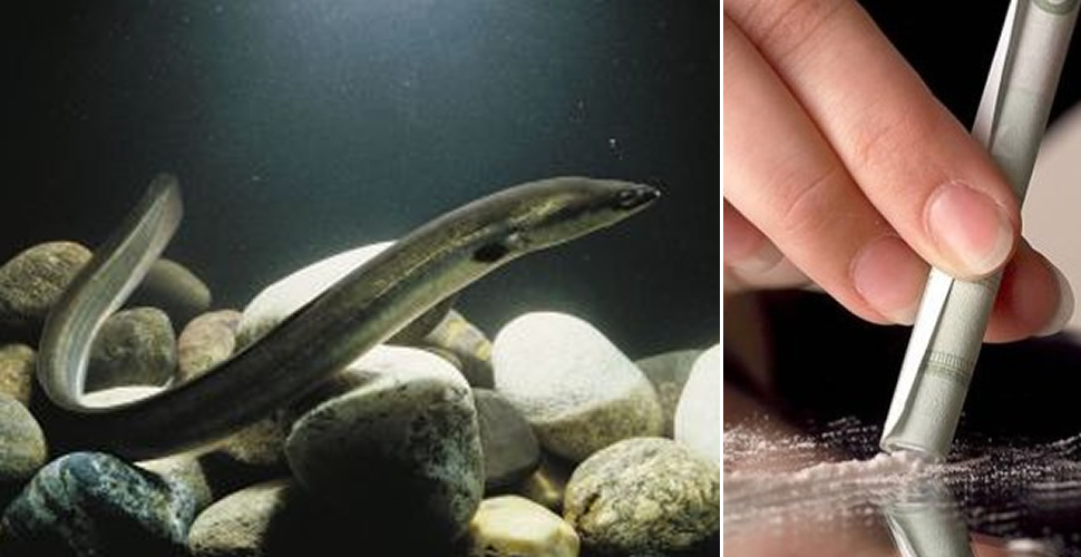 Lo studio: "Troppa cocaina nelle acque, a rischio le anguille"