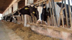 brucellosi sequestro mondragone