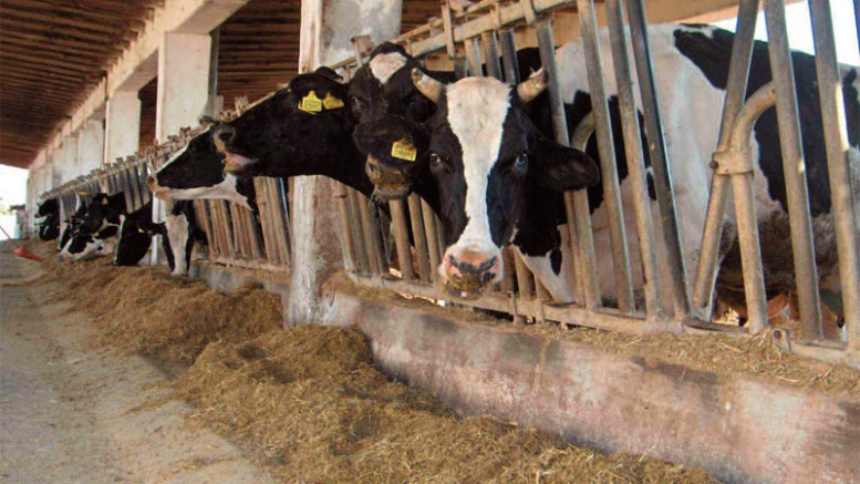 brucellosi sequestro mondragone