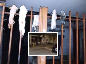 Animali scuoiati e appesi senza vita, la denuncia: "Nessun coniglio, sono gatti"