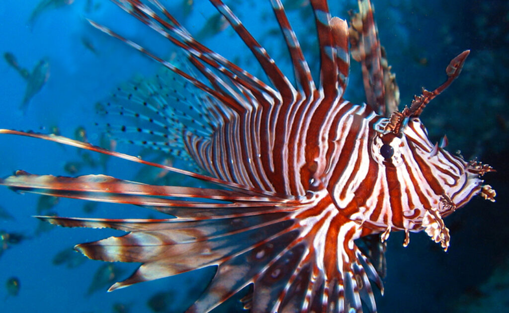 Allarme pesci killer nel Mediterraneo: sono esemplari velenosi