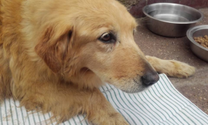 Aversa, raccolta firme per trovare gli aguzzini di Frittella