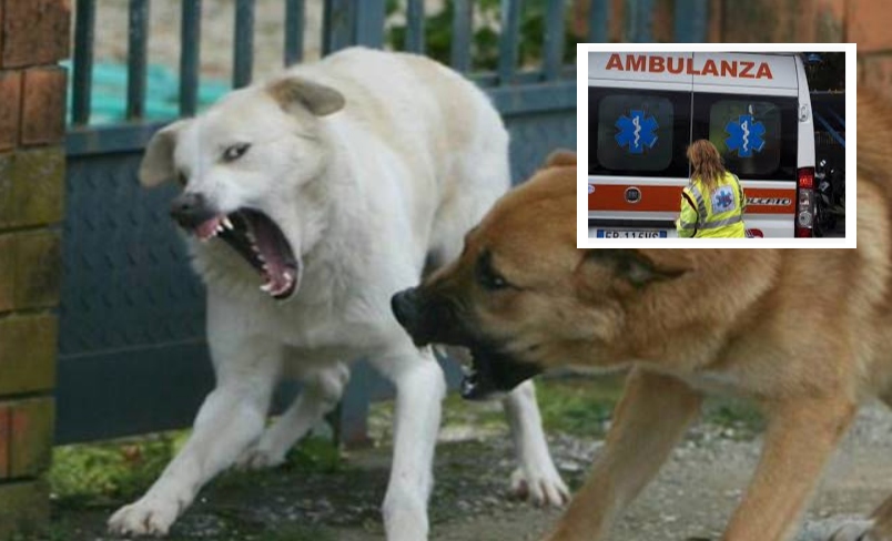 Aversa, anziana morsa da due cani: ha rischiato la vita