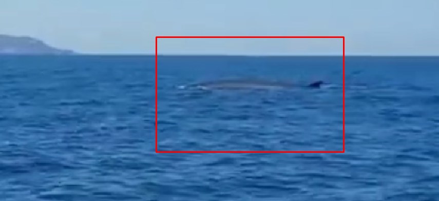 Due balene avvistate nel Golfo di Napoli tra Procida e Ischia, spettacolo ripreso da una barca