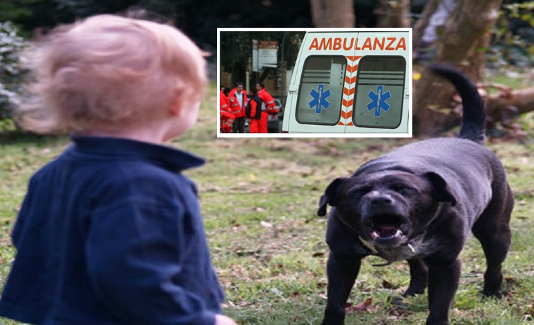 Ricoverato bambino al Santobono, è stato azzannato da un cane