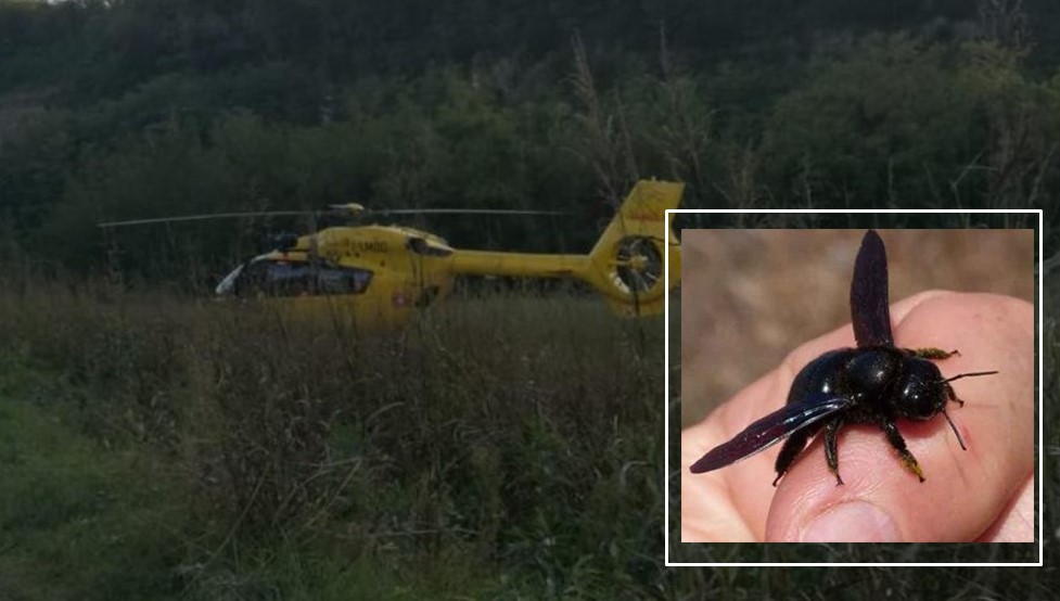 bimbo ucciso da sciame di calabroni