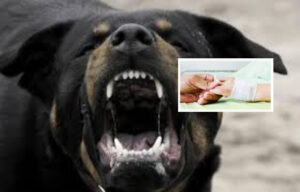 Pontecagnano, bimbo di 8 anni aggredito da un rottweiler: è grave in ospedale