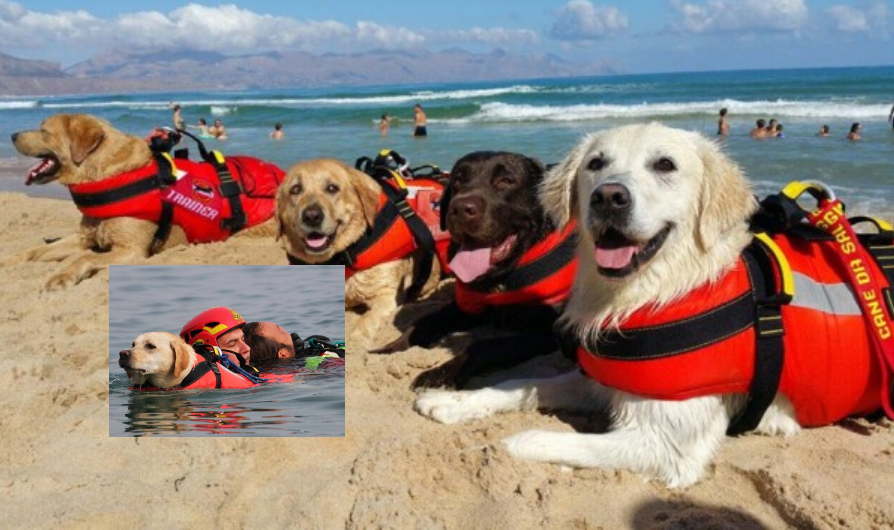 Cilento, cani-bagnini salvano tre persone