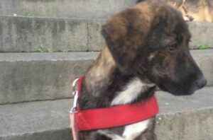 Cucciolo salvato dalle macerie: da Norcia arriva salvo a Napoli, cerca casa