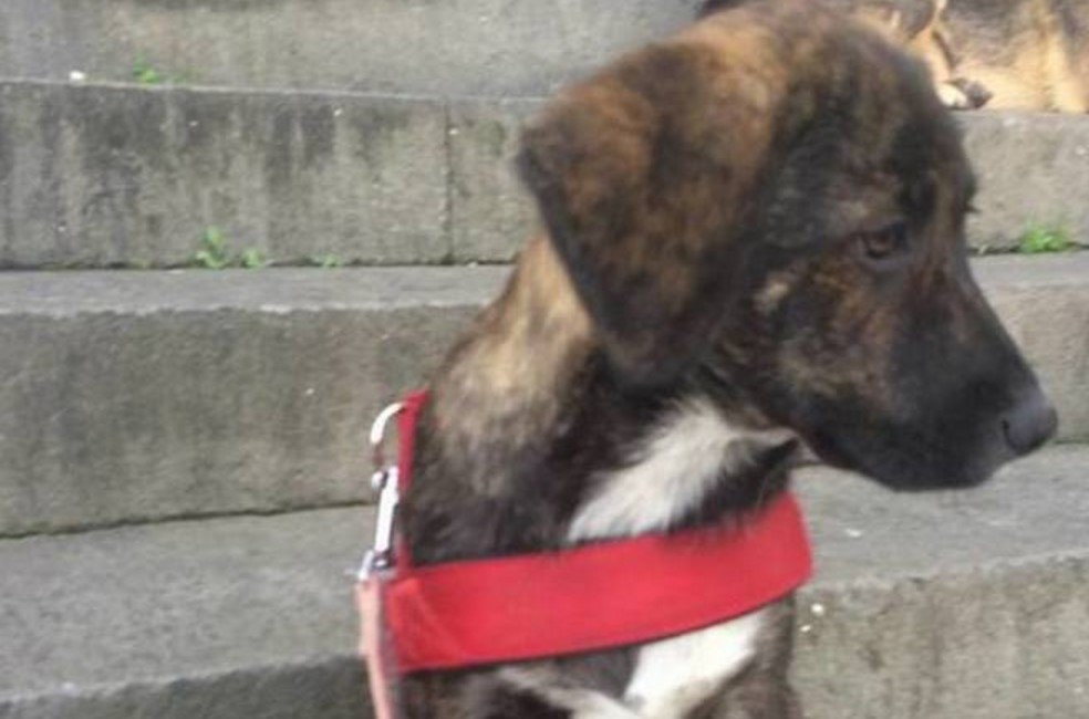 Cucciolo salvato dalle macerie: da Norcia arriva salvo a Napoli, cerca casa