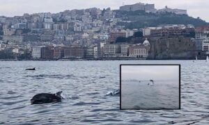 Meraviglia nel Golfo di Napoli, i delfini accompagnano i velisti del Circolo Savoia