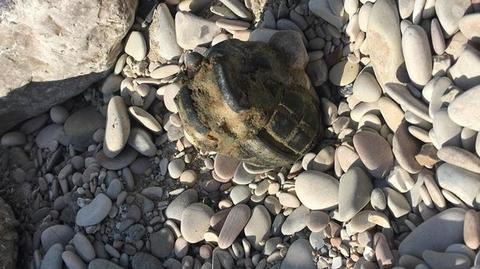 bomba trovata in spiaggia