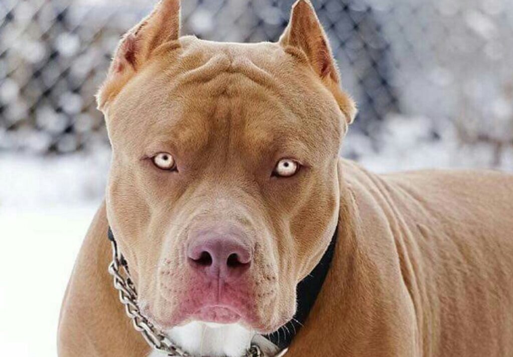 Fidanzata lo sorprende mentre aveva rapporti intimi con il suo pitbull