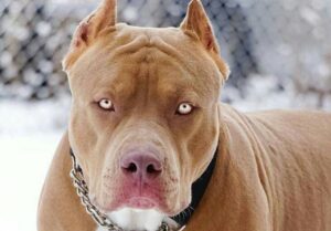 Fidanzata lo sorprende mentre aveva rapporti intimi con il suo pitbull