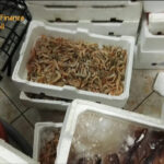 Giugliano, maxi sequestro della Guardia di Finanza in un centro ittico