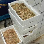 Giugliano, maxi sequestro della Guardia di Finanza in un centro ittico