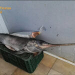 Giugliano, maxi sequestro della Guardia di Finanza in un centro ittico