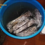 Giugliano, maxi sequestro della Guardia di Finanza in un centro ittico