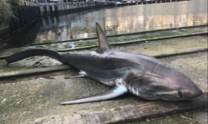 squalo volpe ritrovato a catellammare di stabia