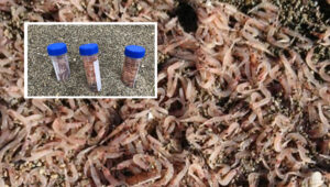 Ischia, il mistero dei gamberetti morti: "Arrivano dai canyon sottomarini"