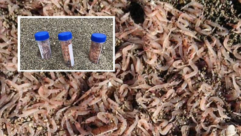 Ischia, il mistero dei gamberetti morti: "Arrivano dai canyon sottomarini"