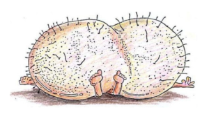 significato-di-guallera-napoletano-600x343