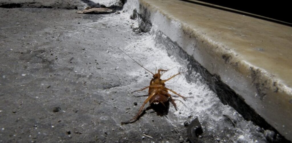 Invasione di blatte a Napoli, il Comune pronto alla deblattizzazione