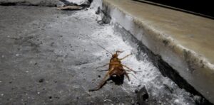 Invasione di blatte a Napoli, il Comune pronto alla deblattizzazione