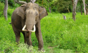 Kenya: turista campano muore schiacciato da un elefante