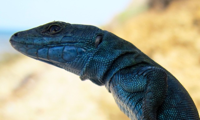 lucertola azzurra primo piano