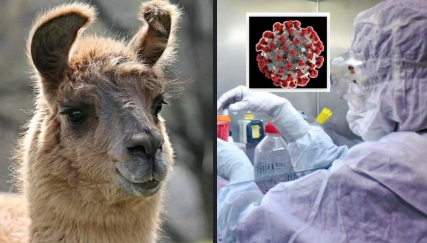 Covid, la grande scoperta: gli anticorpi del Lama neutralizzano il virus