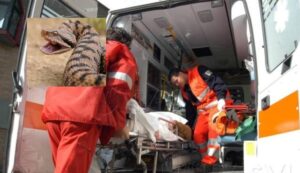 Paura nel Sannio, 30enne morso da una vipera: è corsa in ospedale