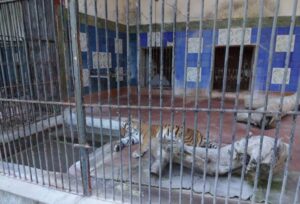 Muore Valentina, la tigre dello zoo di Napoli: una triste notizia per tutta la città