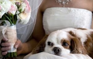 Wedding-Dogsitter