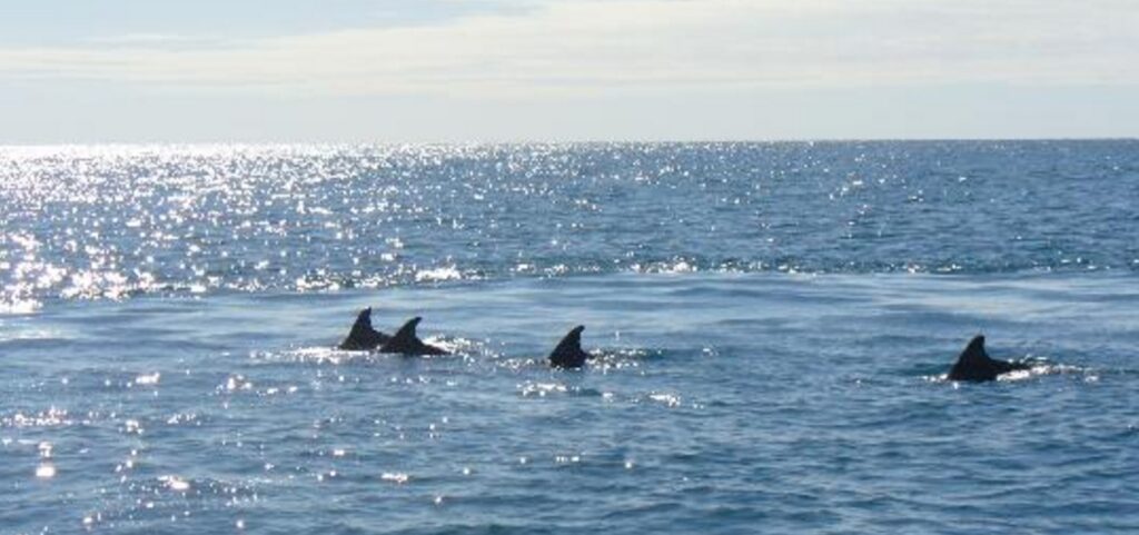 Napoli, avvistati delfini nella baia di Trentaremi: video